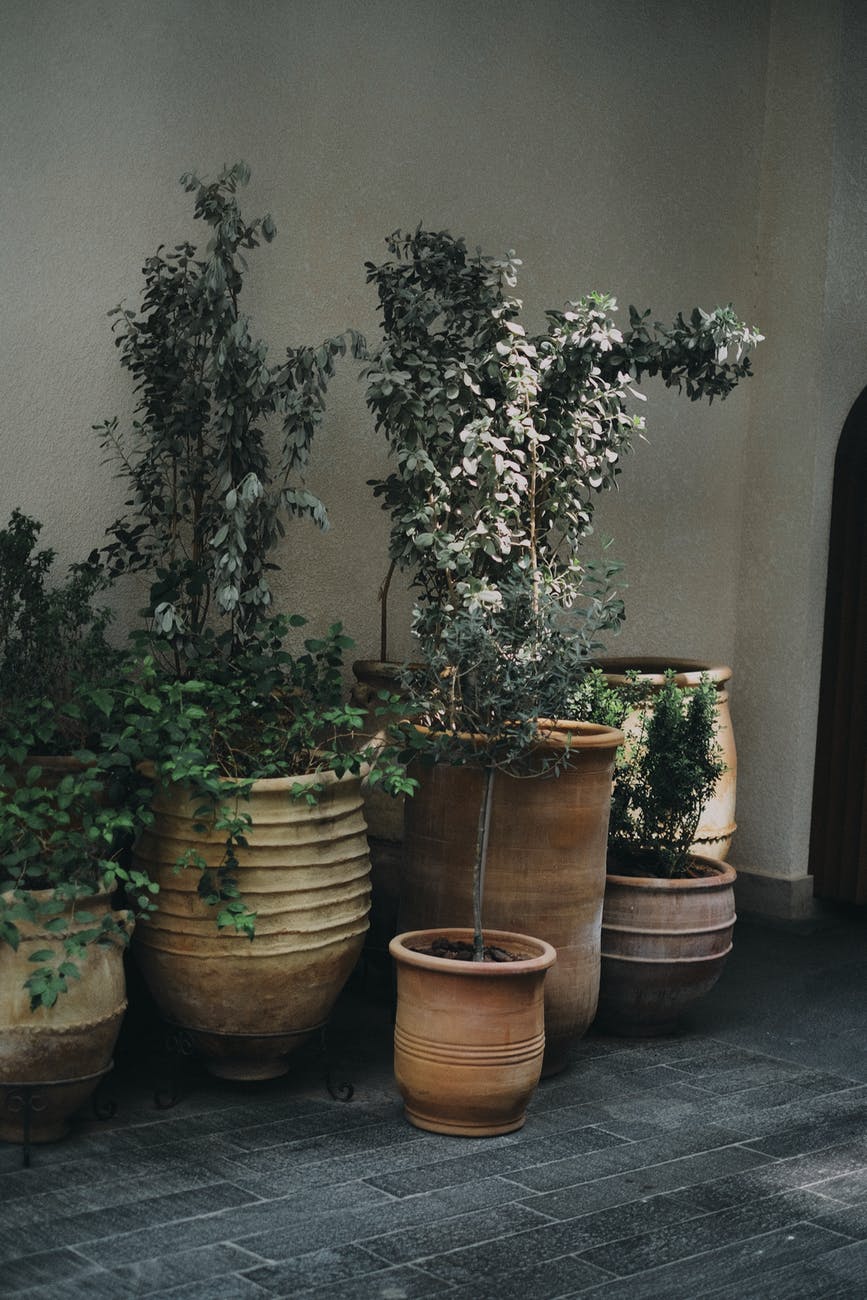 green plant on brown clay pot