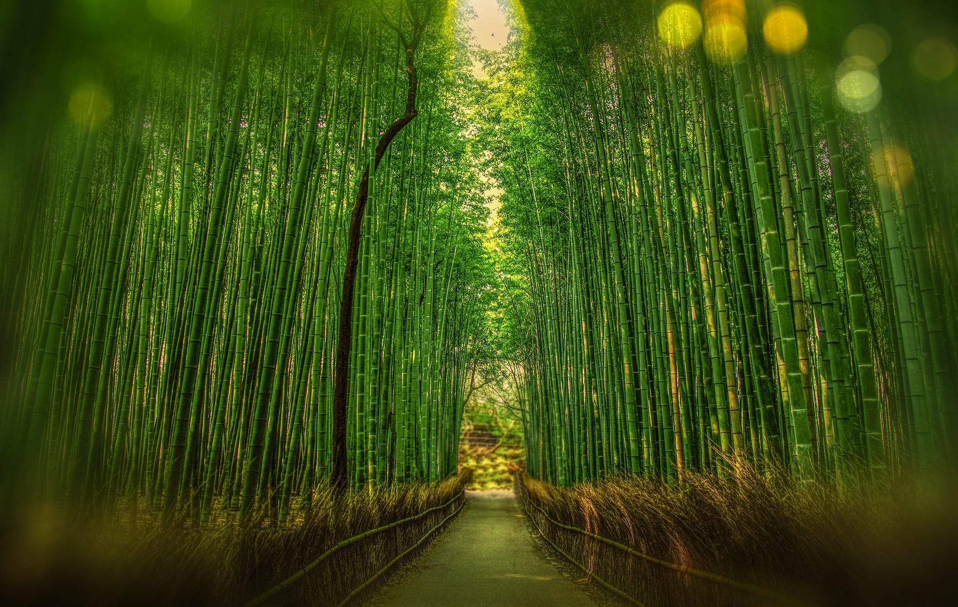 scenic view of bamboo trees