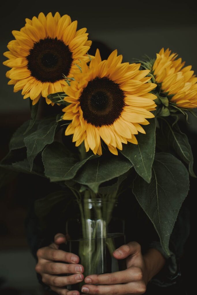 person holding three common sunflowers in vase