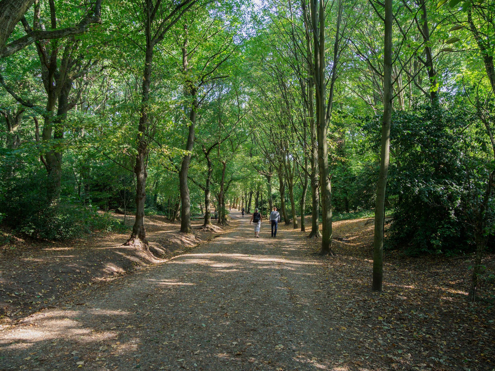 people walking in the middle of a forest