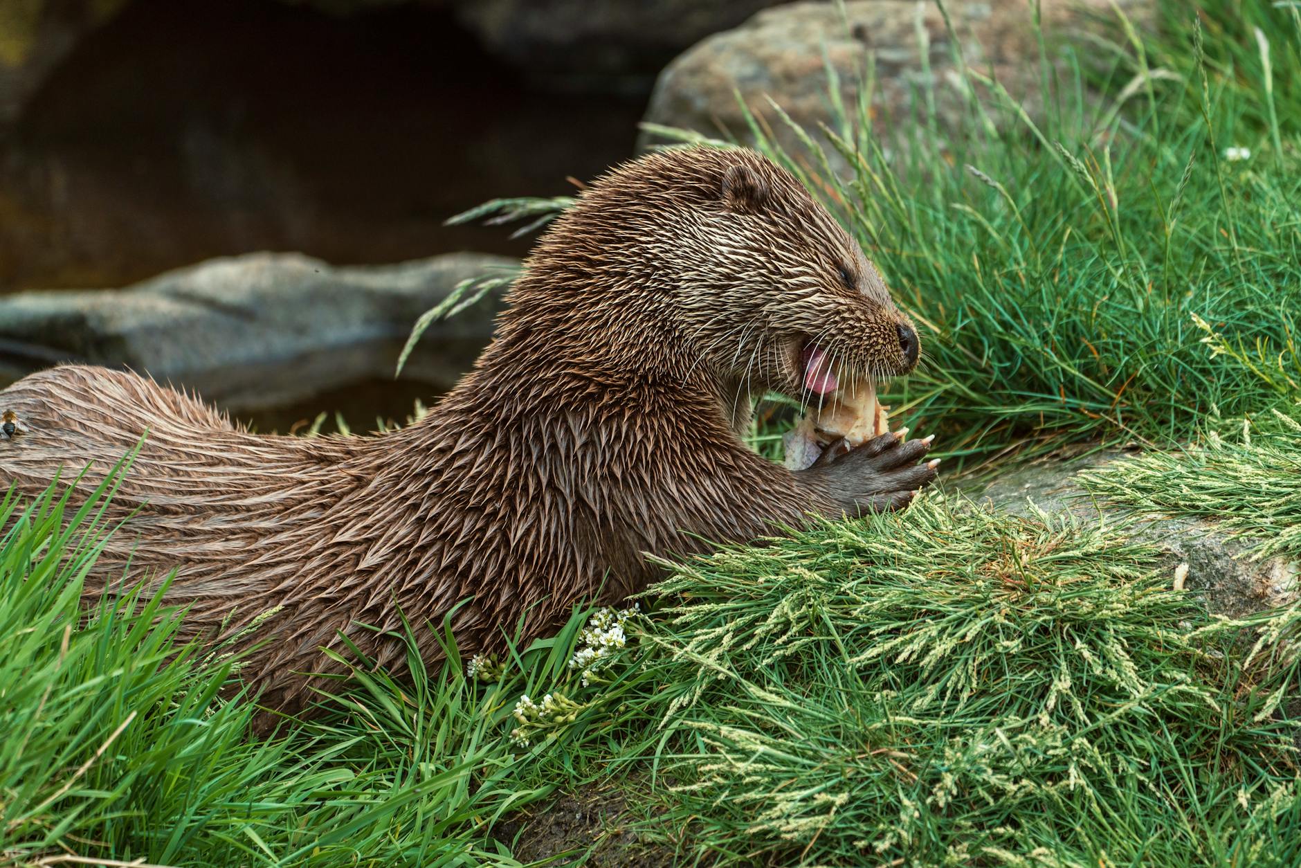 beaver on the ground